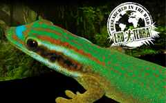 Exo Terra Teraryum Ürünleri